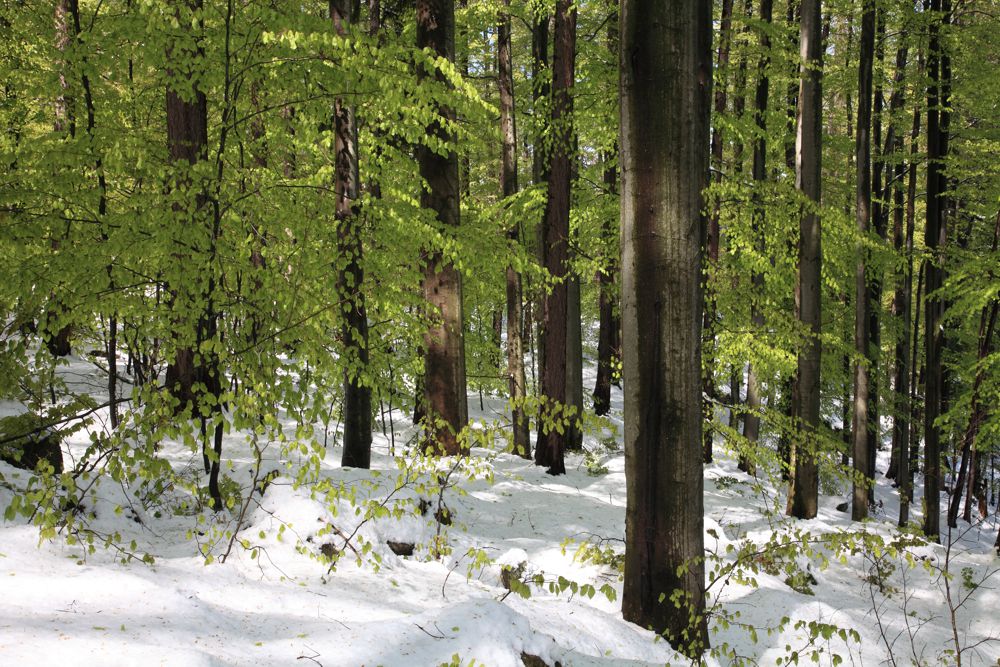 Las bukowy (fot. Andrzej Raj)