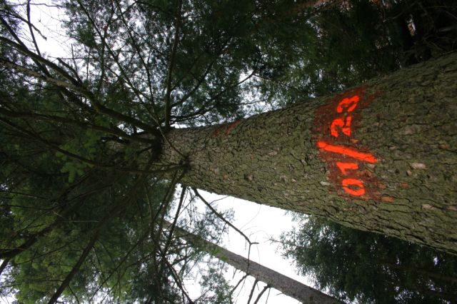 Jedna z ocalałych dorosłych jodeł. Każde drzewo posiada swój numer  (fot. Roman Rąpała)