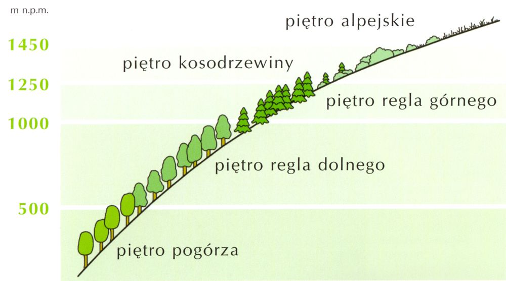 Fot1. Schemat pięter roślinnych w Karkonoszach (Archiwum KPN)