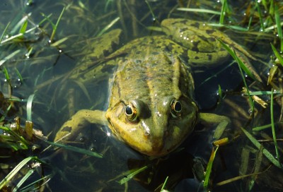Żaba trawna Fot.Roman Rąpała
